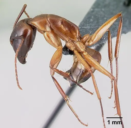 Camponotus baldaccii specimen CASENT0179863 image casent0179863_3