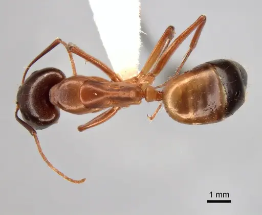 Camponotus baldaccii specimen CASENT0882042 image casent0882042_1