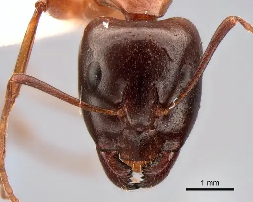 Camponotus baldaccii specimen CASENT0882042 image casent0882042_2