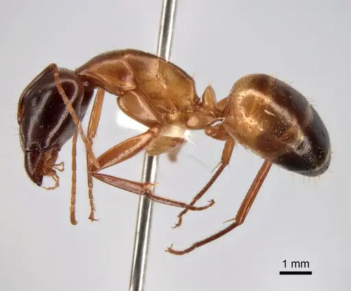 Camponotus baldaccii specimen CASENT0882042 image casent0882042_3