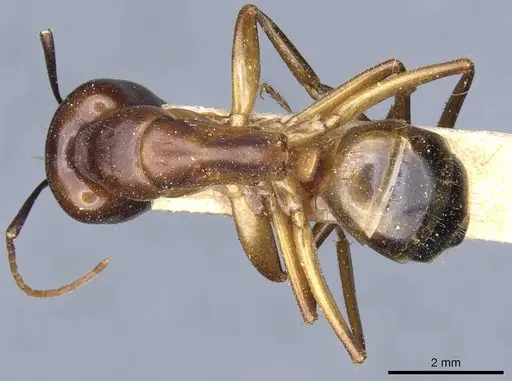 Camponotus baldaccii specimen CASENT0905304 image casent0905304_1
