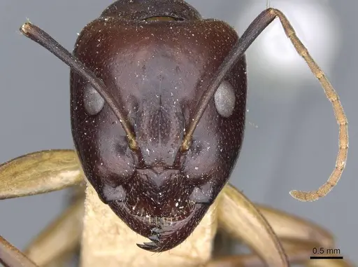 Camponotus baldaccii specimen CASENT0905304 image casent0905304_2