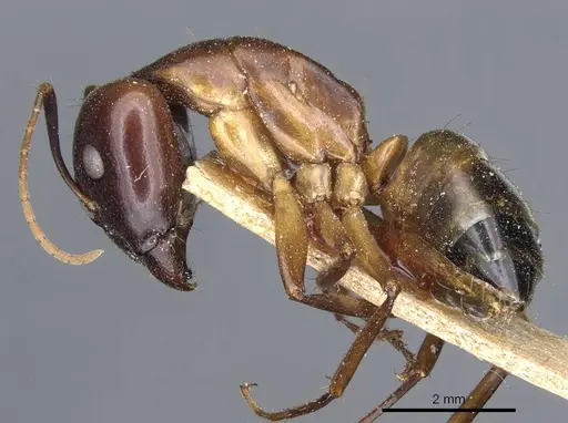 Camponotus baldaccii specimen CASENT0905304 image casent0905304_3