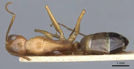 Camponotus baldaccii specimen CASENT0905305 image casent0905305_1