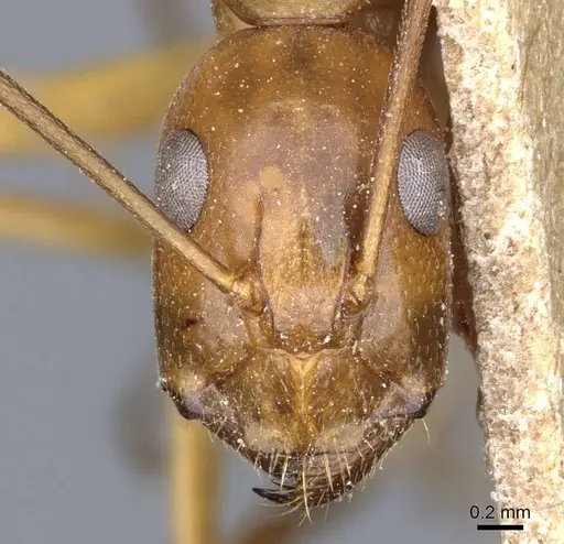Camponotus baldaccii specimen CASENT0905305 image casent0905305_2