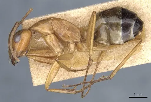 Camponotus baldaccii specimen CASENT0905305 image casent0905305_3
