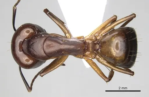Camponotus baldaccii specimen CASENT0906058 image casent0906058_1