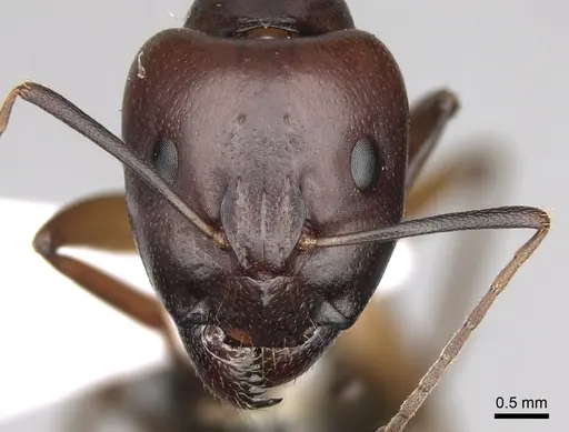 Camponotus baldaccii specimen CASENT0906058 image casent0906058_2