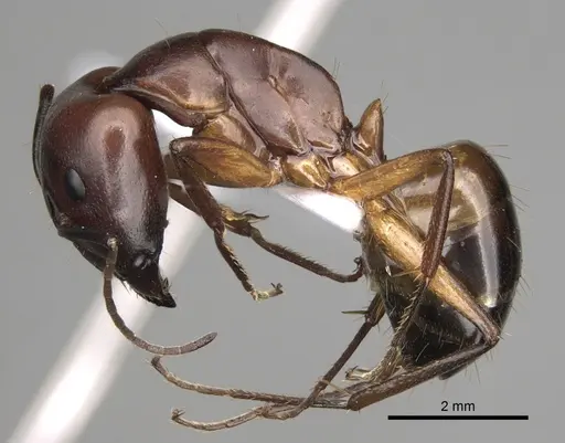 Camponotus baldaccii specimen CASENT0906058 image casent0906058_3