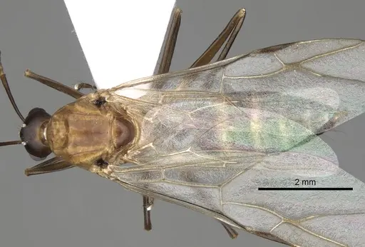 Camponotus baldaccii specimen CASENT0906059 image casent0906059_1