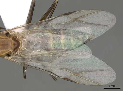 Camponotus baldaccii specimen CASENT0906059 image casent0906059_2