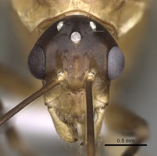 Camponotus baldaccii specimen CASENT0906059 image casent0906059_3