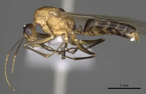 Camponotus baldaccii specimen CASENT0906059 image casent0906059_4