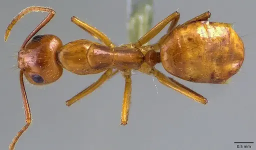 Camponotus balzani specimen ANTWEB1041869 image antweb1041869_1