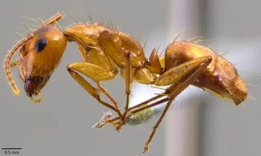 Camponotus balzani specimen ANTWEB1041869 image antweb1041869_3
