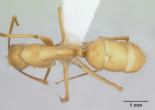 Camponotus balzani specimen CASENT0173394 image casent0173394_1