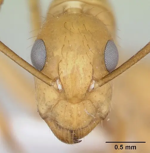 Camponotus balzani specimen CASENT0173394 image casent0173394_2