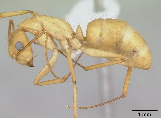 Camponotus balzani specimen CASENT0173394 image casent0173394_3