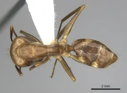 Camponotus balzani specimen CASENT0280055 image casent0280055_1