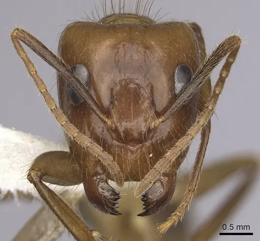 Camponotus balzani specimen CASENT0280055 image casent0280055_2
