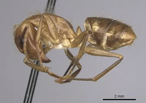 Camponotus balzani specimen CASENT0280055 image casent0280055_3