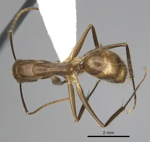 Camponotus balzani specimen CASENT0280056 image casent0280056_1