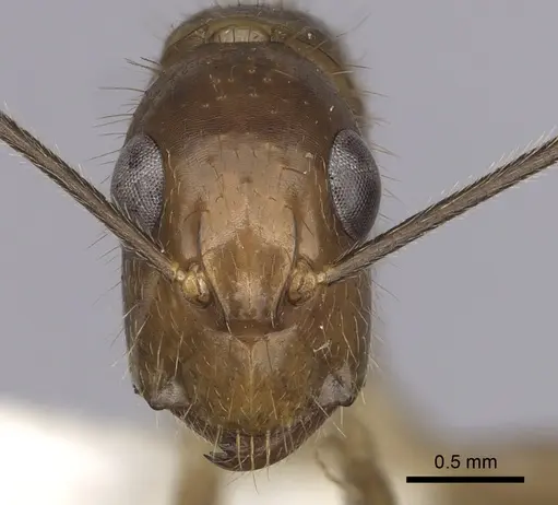 Camponotus balzani specimen CASENT0280056 image casent0280056_2