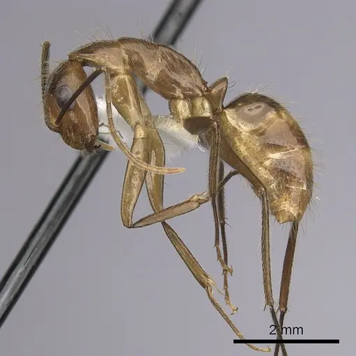 Camponotus balzani specimen CASENT0280056 image casent0280056_3