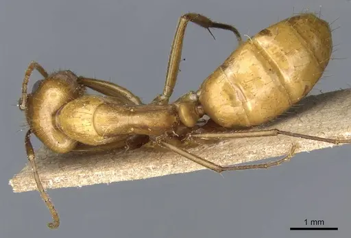 Camponotus balzani specimen CASENT0905198 image casent0905198_1
