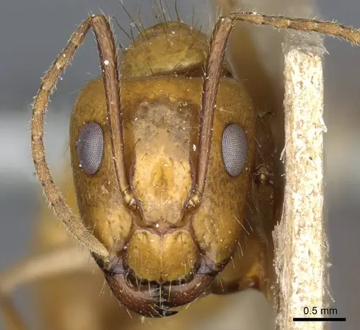 Camponotus balzani specimen CASENT0905198 image casent0905198_2