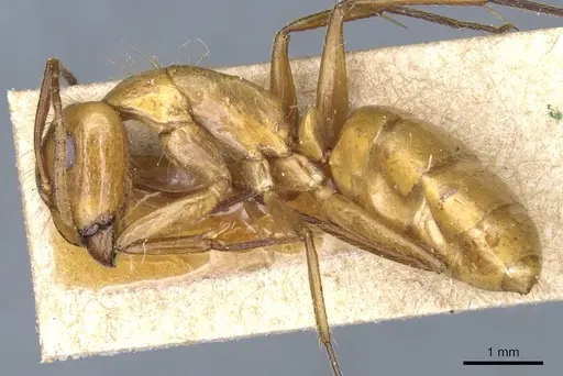 Camponotus balzani specimen CASENT0905198 image casent0905198_3