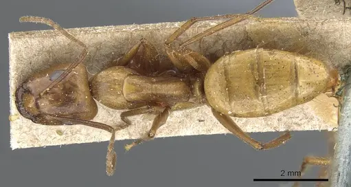 Camponotus balzani specimen CASENT0905811 image casent0905811_1