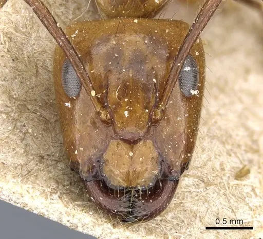 Camponotus balzani specimen CASENT0905811 image casent0905811_2