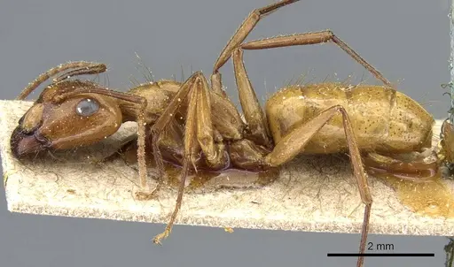 Camponotus balzani specimen CASENT0905811 image casent0905811_3
