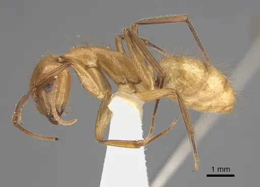 Camponotus balzani specimen CASENT0923518 image casent0923518_1