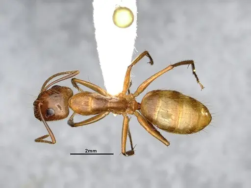Camponotus balzani specimen CASENT4032222 image casent4032222_1