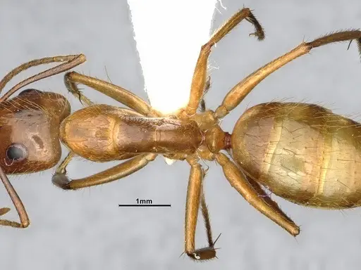 Camponotus balzani specimen CASENT4032222 image casent4032222_2