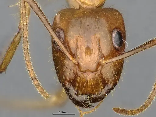 Camponotus balzani specimen CASENT4032222 image casent4032222_3