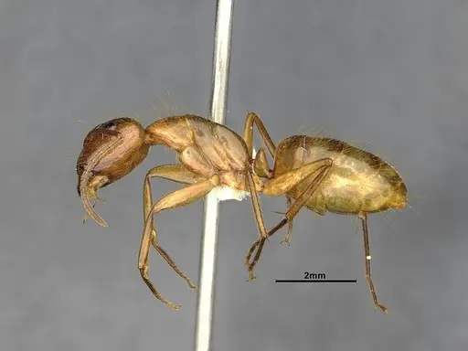 Camponotus balzani specimen CASENT4032222 image casent4032222_4