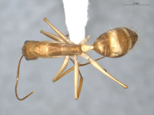 Camponotus balzani specimen ECOFOG-GAL18-0227-14 image ecofog-gal18-0227-14_1
