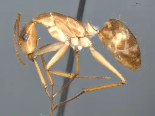 Camponotus balzani specimen ECOFOG-GAL18-0227-14 image ecofog-gal18-0227-14_3