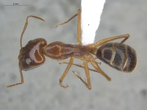 Camponotus balzani specimen ECOFOG-HC-0029-S image ecofog-hc-0029-s_1