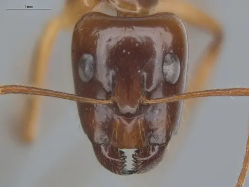 Camponotus balzani specimen ECOFOG-HC-0029-S image ecofog-hc-0029-s_2
