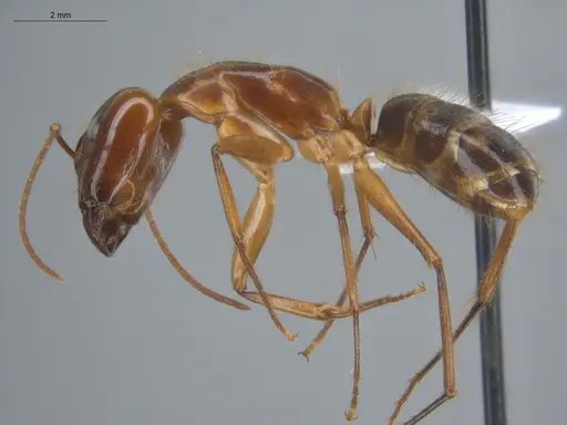 Camponotus balzani specimen ECOFOG-HC-0029-S image ecofog-hc-0029-s_3