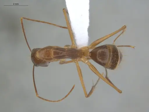 Camponotus balzani specimen ECOFOG-HC-0029 image ecofog-hc-0029_1
