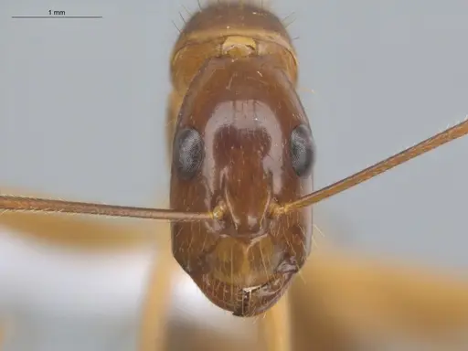 Camponotus balzani specimen ECOFOG-HC-0029 image ecofog-hc-0029_2
