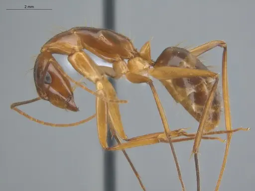 Camponotus balzani specimen ECOFOG-HC-0029 image ecofog-hc-0029_3