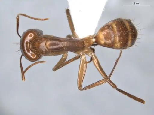 Camponotus balzani specimen ECOFOG-SGR-FL2W28-06-S image ecofog-sgr-fl2w28-06-s_1