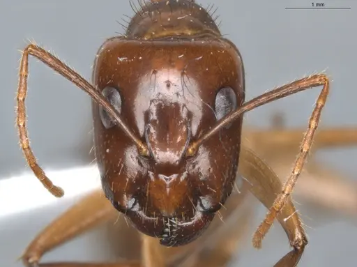 Camponotus balzani specimen ECOFOG-SGR-FL2W28-06-S image ecofog-sgr-fl2w28-06-s_2
