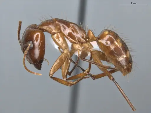 Camponotus balzani specimen ECOFOG-SGR-FL2W28-06-S image ecofog-sgr-fl2w28-06-s_3